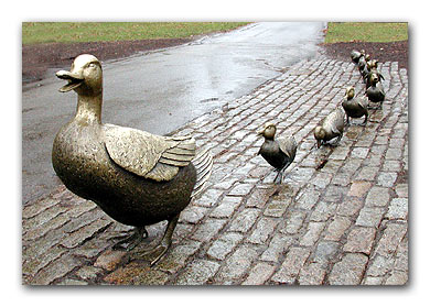 The image “http://www.schon.com/public/images/ducks-boston.jpg” cannot be displayed, because it contains errors.